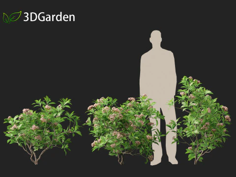 Kalmia latifolia - Alloro di montagna Modello 3D