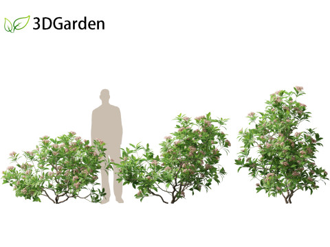 Kalmia latifolia - Mountain laurel 3D Модель