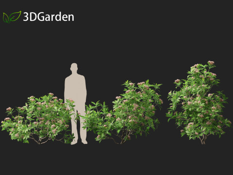 Kalmia latifolia - Mountain laurel 3D Модель