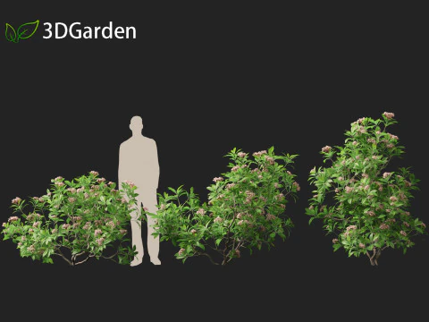 Kalmia latifolia - Alloro di montagna Modello 3D