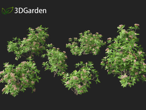 Kalmia latifolia - Mountain laurel 3D Модель