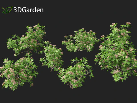 Kalmia latifolia - Alloro di montagna Modello 3D