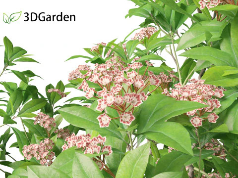 Kalmia latifolia - Alloro di montagna Modello 3D
