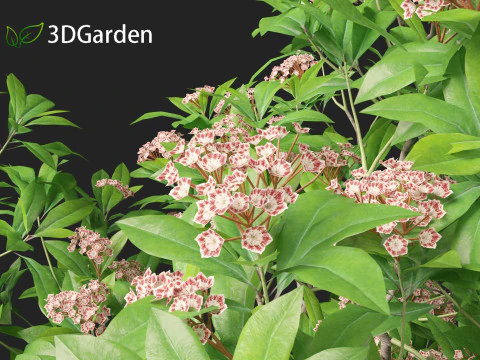 Kalmia latifolia - Alloro di montagna Modello 3D