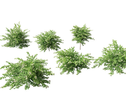Physocarpus opulifolius - Common ninebark 3D Model