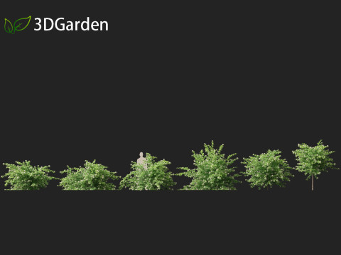 Physocarpus opulifolius - Common ninebark 3D Model