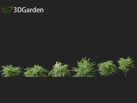 Physocarpus opulifolius - Common ninebark 3D Model