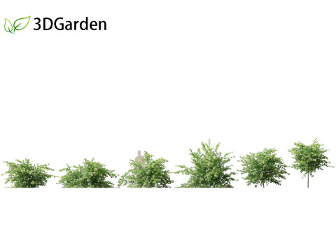 Physocarpus opulifolius - Common ninebark 3D Model