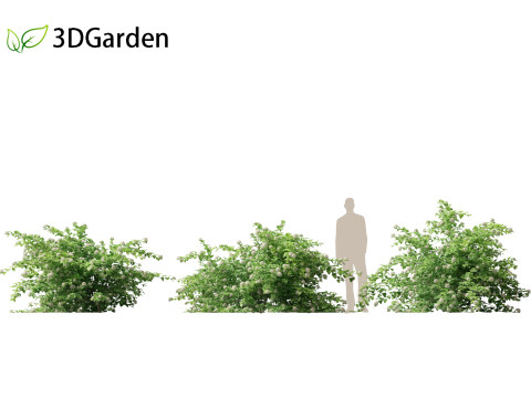 Physocarpus opulifolius - Common ninebark 3D Model