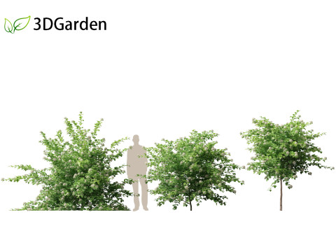 Physocarpus opulifolius - Common ninebark 3D Model