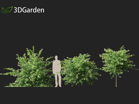 Physocarpus opulifolius - Common ninebark 3D Model