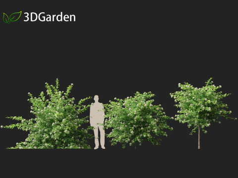 Physocarpus opulifolius - Common ninebark 3D Model