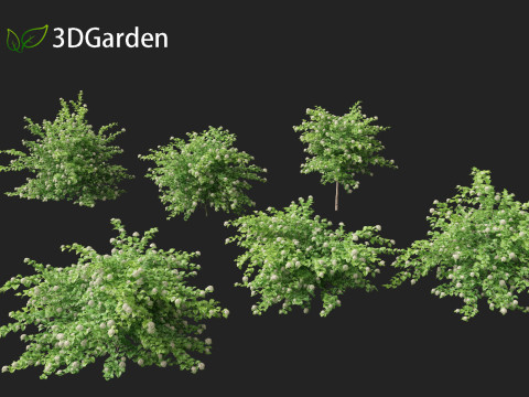 Physocarpus opulifolius - Common ninebark 3D Model