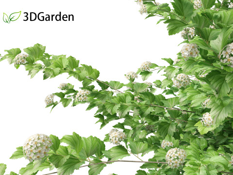 Physocarpus opulifolius - Common ninebark 3D Model