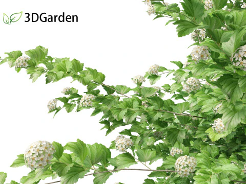 Physocarpus opulifolius - Common ninebark 3D Model