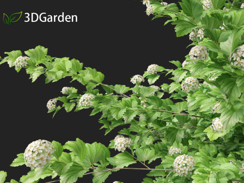 Physocarpus opulifolius - Common ninebark 3D Model