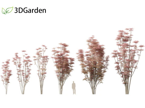 Toona sinensis Flamingo - Flamingo de cedro chin&ecirc;s Modelo 3D