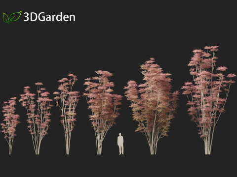 Toona sinensis Flamingo - Flamingo de cedro chin&ecirc;s Modelo 3D