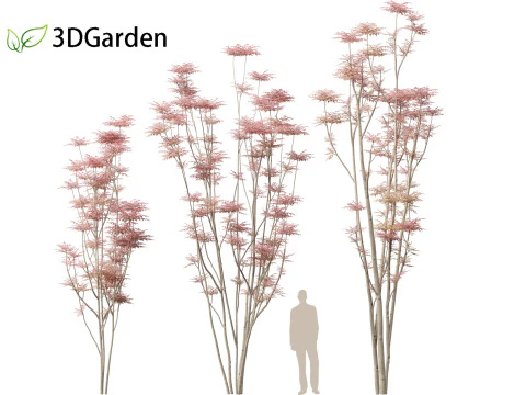 Toona sinensis Flamingo - Flamingo de cedro chin&ecirc;s Modelo 3D