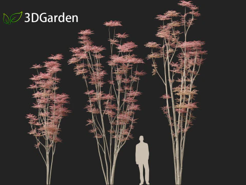 Toona sinensis Flamingo - Flamingo de cedro chin&ecirc;s Modelo 3D