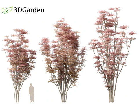 Toona sinensis Flamingo - Flamingo de cedro chin&ecirc;s Modelo 3D