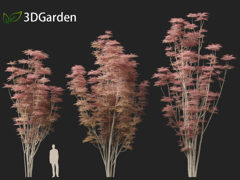 Toona sinensis Flamingo - Chinese Cedar Flamingo 3D Model