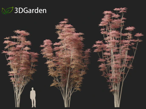 Toona sinensis Flamingo - Flamingo de cedro chin&ecirc;s Modelo 3D