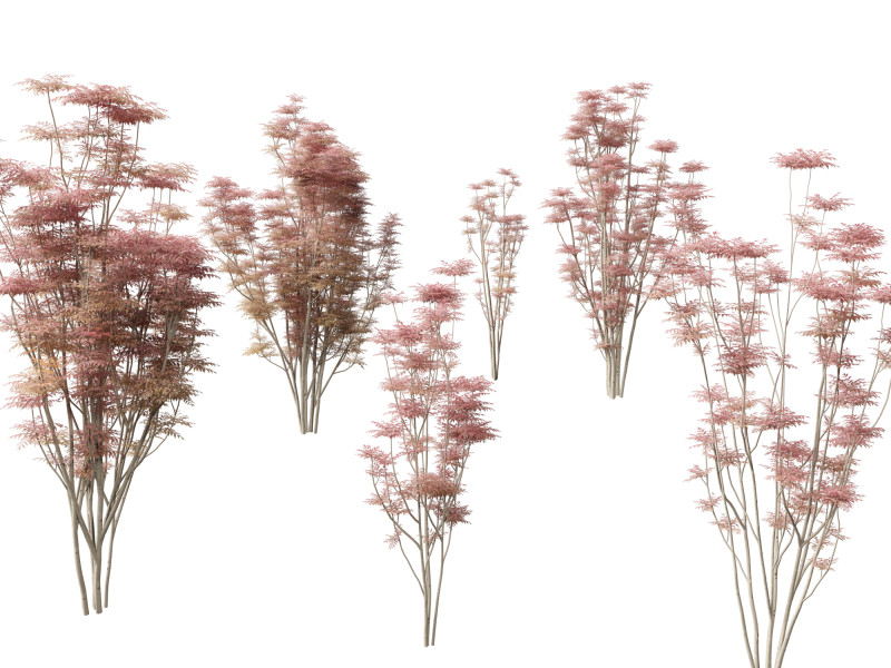 Toona sinensis Flamingo - Chinese Cedar Flamingo 3D Model .c4d .max .obj .3ds .fbx .stl .blend 