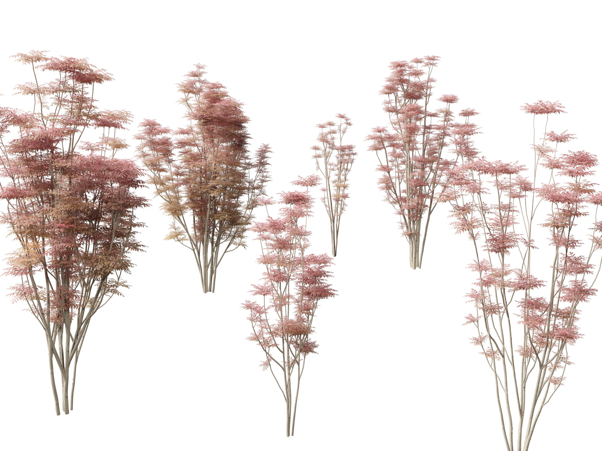 Toona sinensis Flamingo - Flamingo de cedro chin&ecirc;s Modelo 3D .c4d .max .obj .3ds .fbx .stl .blend 