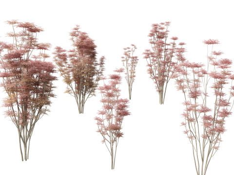 Toona sinensis Flamingo - Chinese Cedar Flamingo 3D Модель