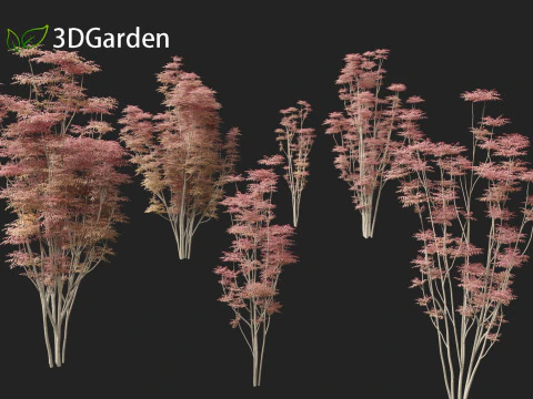 Toona sinensis Flamingo - Flamingo de cedro chin&ecirc;s Modelo 3D