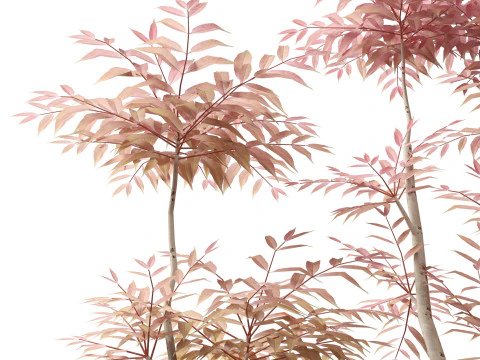 Toona sinensis Flamingo - Flamingo de cedro chin&ecirc;s Modelo 3D