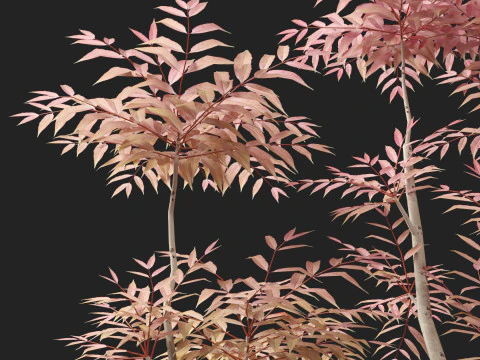 Toona sinensis Flamingo - Flamingo de cedro chin&ecirc;s Modelo 3D