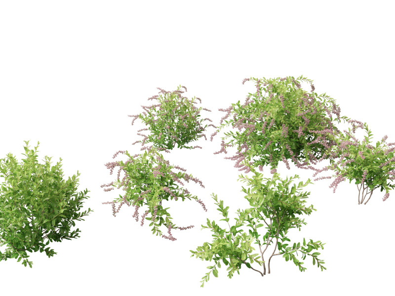 Zenobia pulverulenta Raspberry Ripple - Honey Cups Modèle 3D .c4d .max .obj .3ds .fbx .stl .blend 