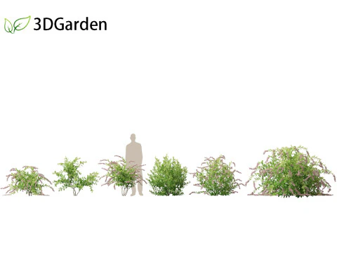 Zenobia pulverulenta Raspberry Ripple - Miele Tazze Modello 3D