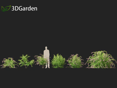 Zenobia pulverulenta Raspberry Ripple - Miele Tazze Modello 3D