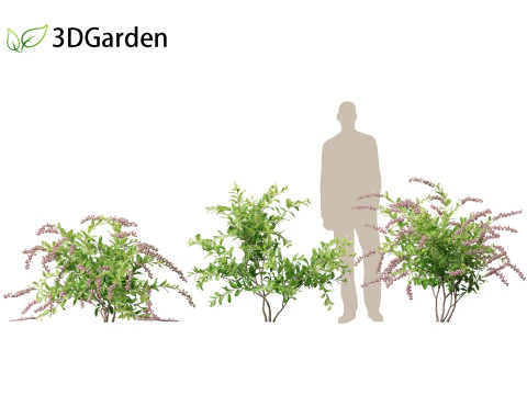 Zenobia pulverulenta Raspberry Ripple - Miele Tazze Modello 3D