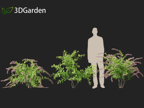 Zenobia pulverulenta Raspberry Ripple - Miele Tazze Modello 3D