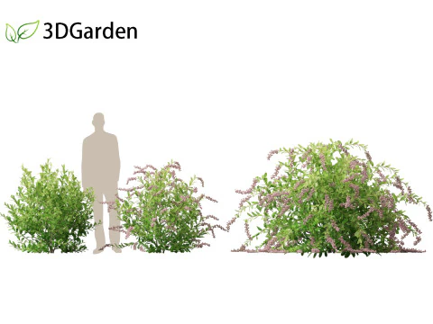 Zenobia pulverulenta Raspberry Ripple - Miele Tazze Modello 3D