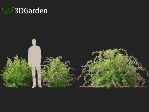 Zenobia pulverulenta Raspberry Ripple - Miele Tazze Modello 3D