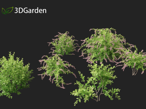 Zenobia pulverulenta Raspberry Ripple - Honey Cups Modèle 3D