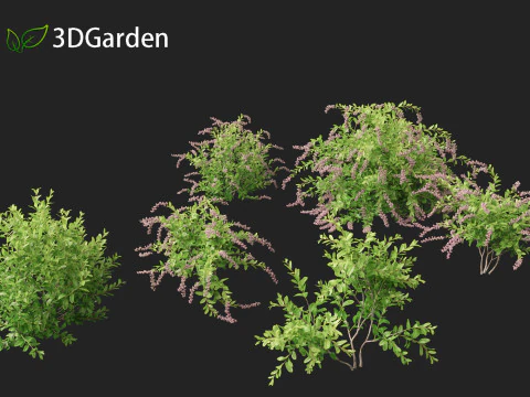 Zenobia pulverulenta Raspberry Ripple - Miele Tazze Modello 3D