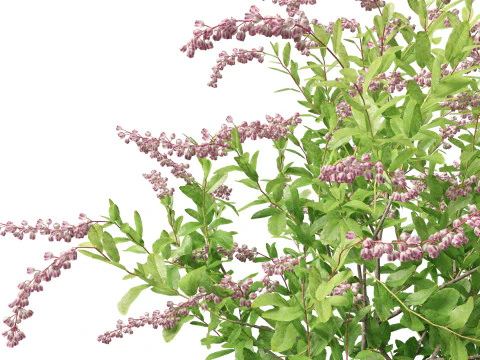 Zenobia pulverulenta Raspberry Ripple - Miele Tazze Modello 3D