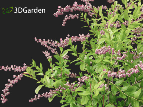 Zenobia pulverulenta Raspberry Ripple - Honey Cups Modèle 3D