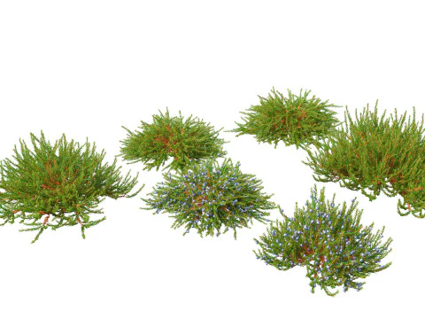 Empetrum nigrum - Black crowberry 3D Model