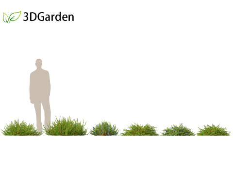Empetrum nigrum - Black crowberry 3D 모델