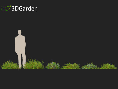 Empetrum nigrum - Black crowberry 3D 모델