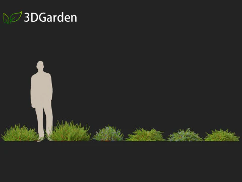 Empetrum nigrum - Black crowberry 3D Model