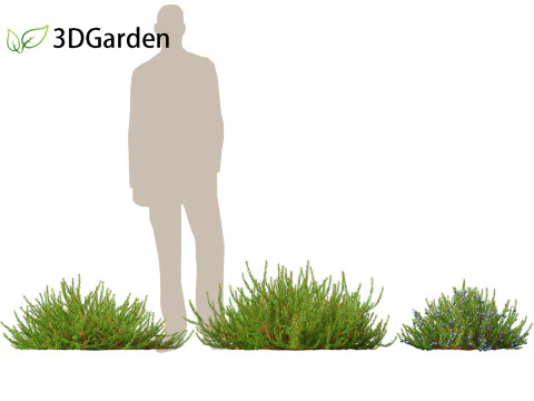 Empetrum nigrum - Black crowberry 3D Model
