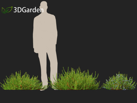 Empetrum nigrum - Black crowberry 3D 모델